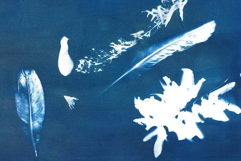 Na ciemnoniebieskim tle białe odbicia piórek ptaków i fragmentów roślin