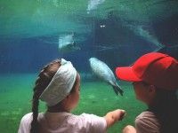 Przy akwarium z Kotikami