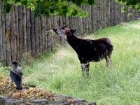 Okapi