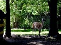 Lama