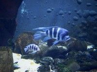 Afrykarium