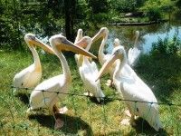 pelikany