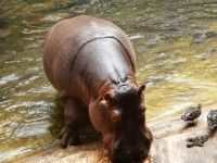 Plener Wakacyjne safari 