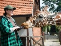 Wakacyjne safari/ pani Ania opowiada o żyrafach