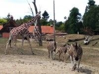 Wakacyjne safari | 2018