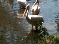 Przy wybiegu pelikanów