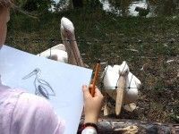 Przy wybiegu pelikanów