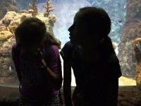 W Afrykarium