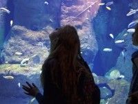 W Afrykarium