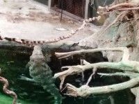 Pan Sylwek karmi krokodyle